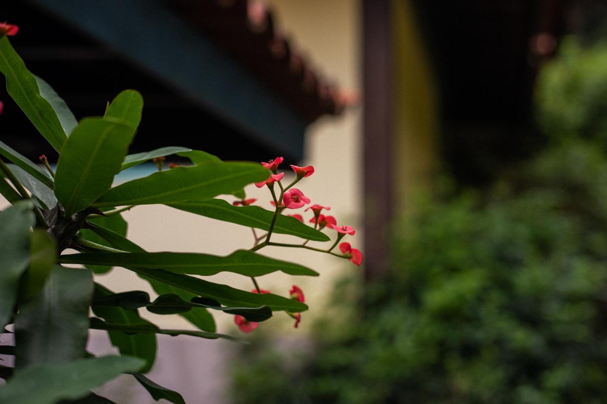 Hibiscus Pensão Búzios